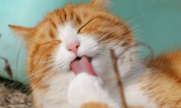 猫咪咕咕咕的叫声是什么意思?它在表达这几种意思 猫咪咕咕咕的叫声是什么意思?它在表达这几种意思