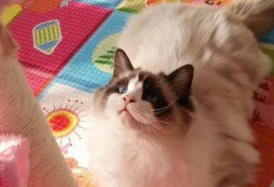 波斯系布偶猫和传统布偶猫的区别在这里，可以看看！