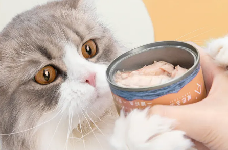 喂流浪猫的猫罐头推荐