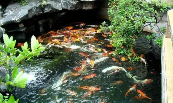 鱼缸水质变浑浊怎么办?做好这两个步骤能让你的鱼缸变回清澈透明 鱼缸水质变浑浊怎么办?做好这两个步骤能让你的鱼缸变回清澈透明