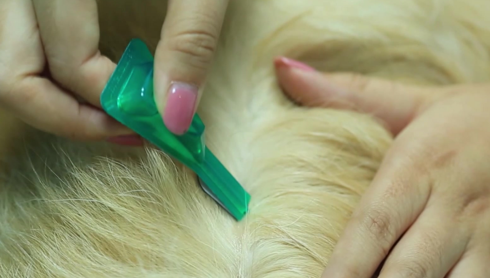 狗驱虫药可以给猫吃吗？一定要了解