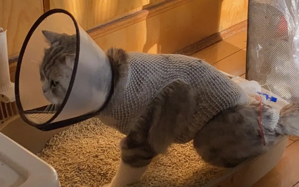猫尿闭是什么原因引起的？可能是因为这个