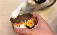 两个月猫咪能吃罐头吗