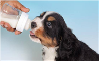 狗狗奶粉怎么冲