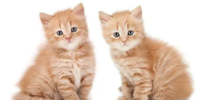 买猫需谨慎，正规猫舍和后院猫舍的区别