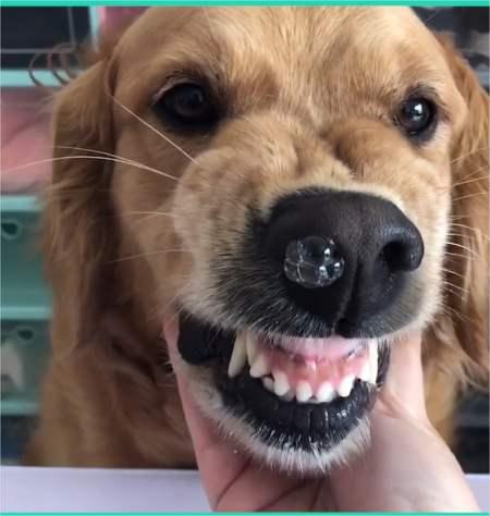 狗狗感冒吃什么药?