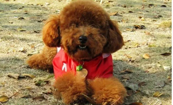 泰迪老年犬狗粮推荐 泰迪老年犬狗粮推荐