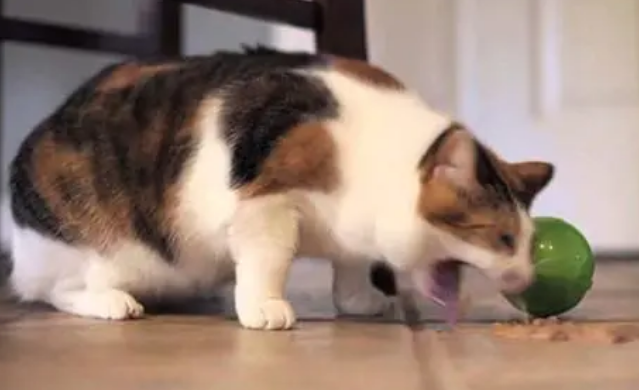 猫咪呕吐喂益生菌行吗 猫咪呕吐喂益生菌行吗