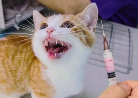 小猫打干扰素的副作用
