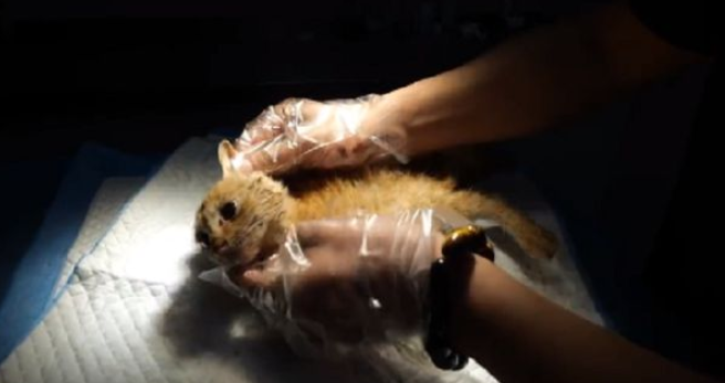 骨折的右肢已被风干，流浪猫对人类依然信任
