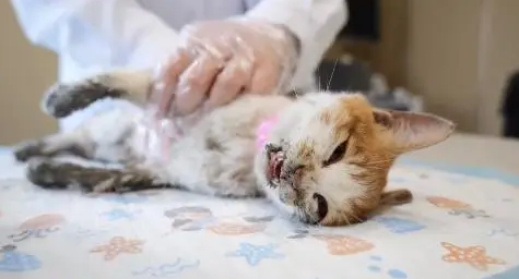 不停抽搐的小橘猫,虽然等到帮助,可最后还是没能把它留住 不停抽搐的小橘猫,虽然等到帮助,可最后还是没能把它留住