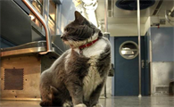 地铁可以带猫吗