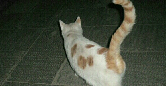公猫为什么喜欢拍打尾部？一起来看看吧