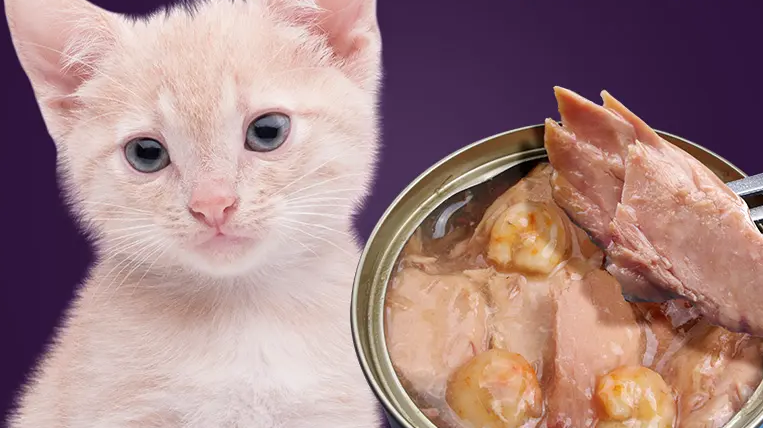 幼猫可以吃猫罐头