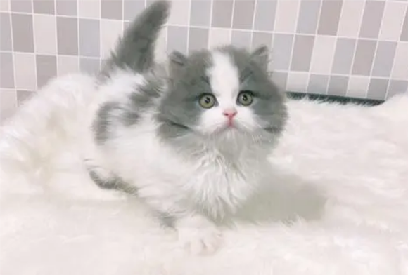 蓝白拿破仑是什么猫？竟然如此优秀！