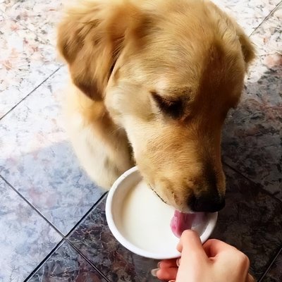 宠物狗能吃酸奶吗