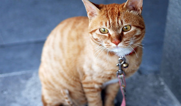 猫不带牵引绳怎么适应