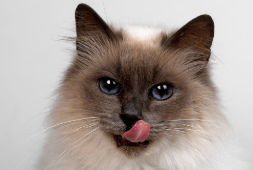 猫咪的胡须掉了怎么回事?来这了解 猫咪的胡须掉了怎么回事?来这了解