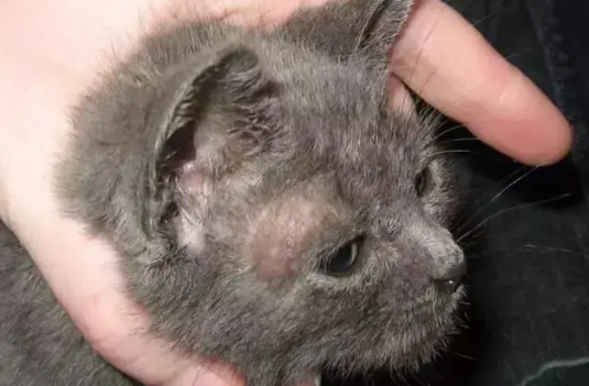 猫皮肤病用什么药最好？本文帮你解答！