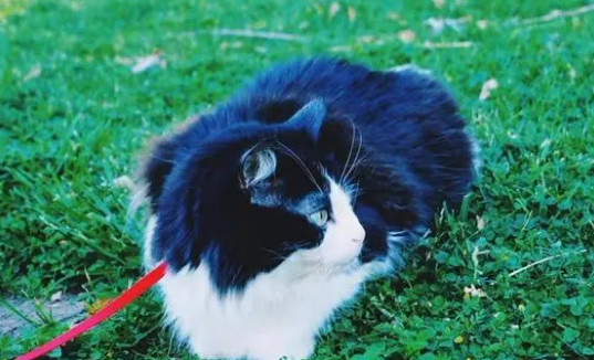 猫的牵引绳是怎样系的