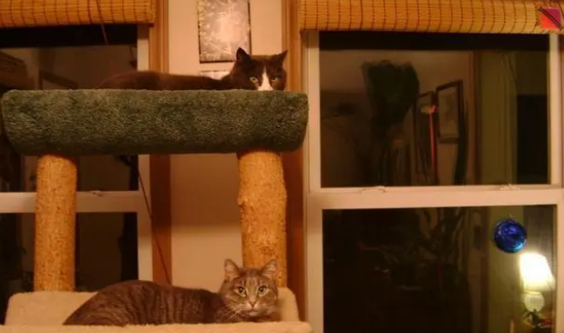 怎么训练猫猫使用抓板?训练猫咪使用猫抓板的小技巧 怎么训练猫猫使用抓板?训练猫咪使用猫抓板的小技巧