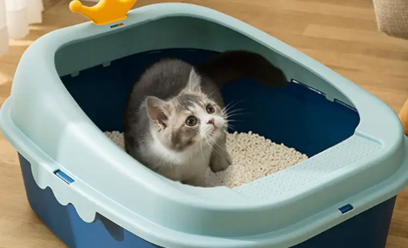 猫砂10斤能用多久