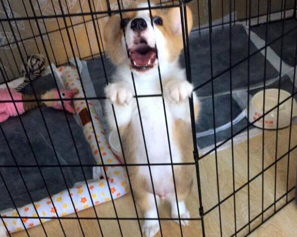 怎么让狗狗去笼子里上厕所
