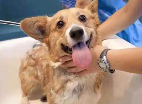 狗狗用什么沐浴露洗澡