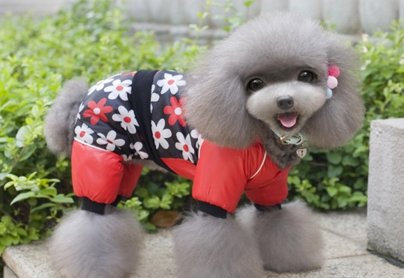 宠物能穿衣服吗