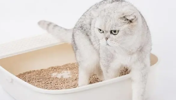猫砂应该倒多少 猫砂应该倒多少