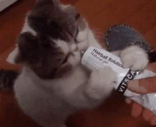 猫咪需要吃营养膏吗?怎么吃才对? 猫咪需要吃营养膏吗?怎么吃才对?