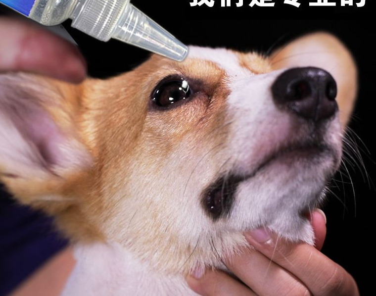 宠物滴眼液一天滴几次 宠物滴眼液一天滴几次