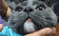 宠主了解，猫下嘴唇肿了是什么原因？