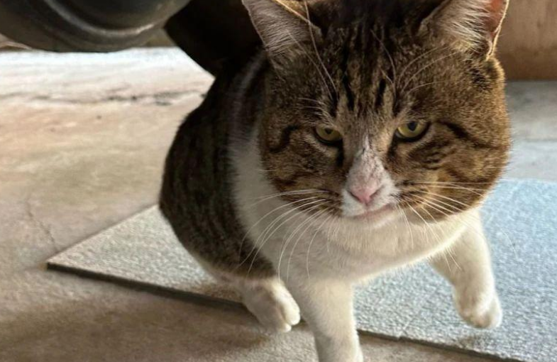 流浪猫吃完饭后踏出神秘小步伐,网笑:这是在彰显优越感? 流浪猫吃完饭后踏出神秘小步伐,网笑:这是在彰显优越感?