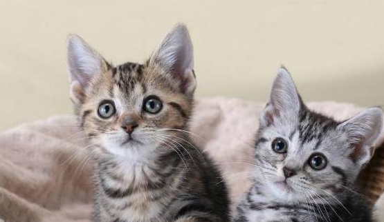 猫咪伸出小舌头,以为在卖萌,结果是身不由己 猫咪伸出小舌头,以为在卖萌,结果是身不由己