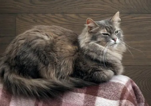 猫感冒吃阿莫西林有用吗 猫感冒吃阿莫西林有用吗