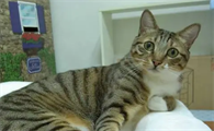 猫咪咳嗽用什么药