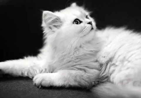 狗狗或猫咪的体外驱虫滴多了会有影响吗？