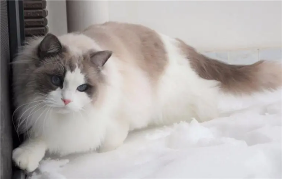 布偶猫的7种分类，看看你知道几个