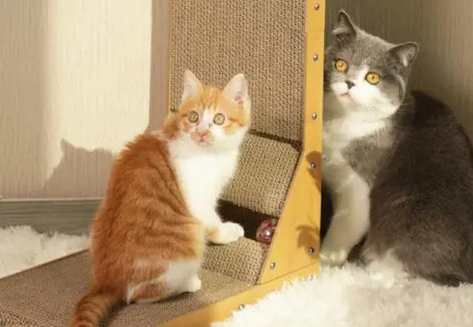 银渐层猫喜欢什么玩具 银渐层猫喜欢什么玩具