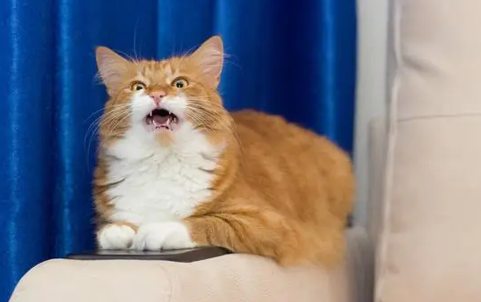 吸引猫咪的叫声