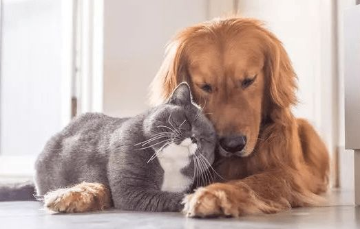 猫咪与狗狗的听觉谁更灵敏,你知道吗? 猫咪与狗狗的听觉谁更灵敏,你知道吗?