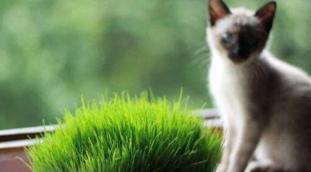 猫草是什么东西 猫草是什么东西