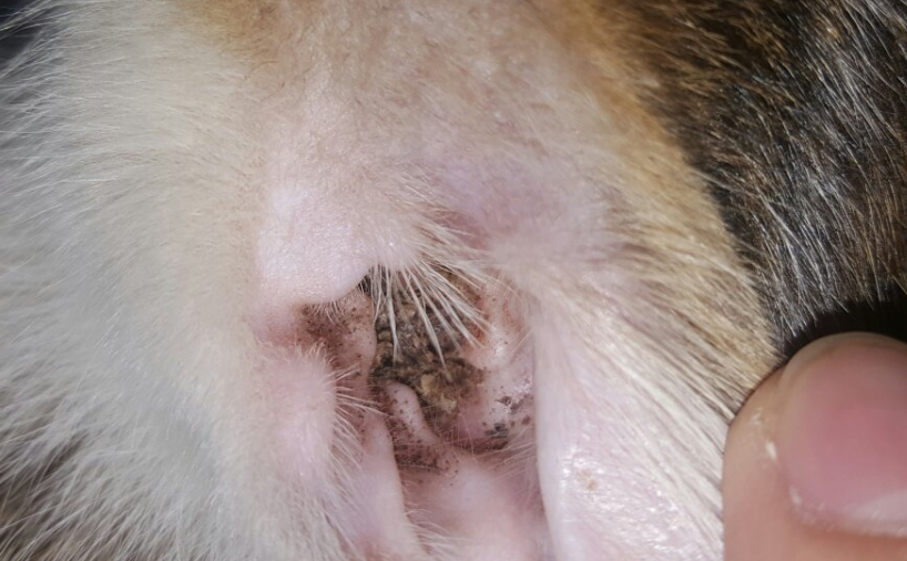 猫咪耳道炎怎样治疗