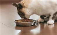 怎么让猫吃罐头