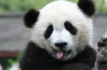 饲养员给小熊猫们喂奶时,竟出现了这一幕,网友:请停止卖萌! 饲养员给小熊猫们喂奶时,竟出现了这一幕,网友:请停止卖萌!