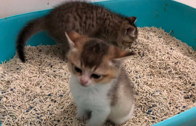 猫砂长什么样
