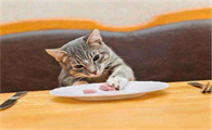 猫咪吃猫罐头好吗