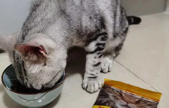 价格一般的猫粮多少钱一斤