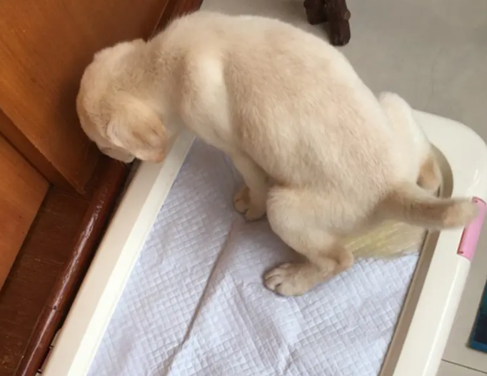狗尿垫子多少克